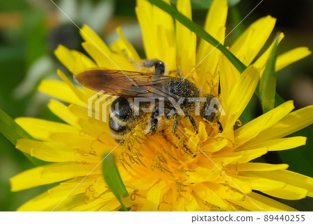Two-horned bee that sucks dandelions Two-horned bee that sucks dandelions 89440255