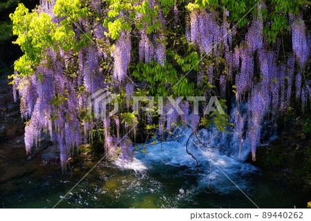 Consistent field wisteria Niho, Yamaguchi City, Yamaguchi Prefecture Consistent field wisteria Niho, Yamaguchi City, Yamaguchi Prefecture 89440262