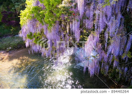 Consistent field wisteria Niho, Yamaguchi City, Yamaguchi Prefecture 89440264