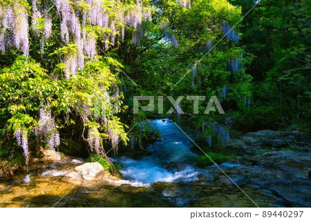 Consistent field wisteria Niho, Yamaguchi City, Yamaguchi Prefecture 89440297