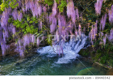 Consistent field wisteria Niho, Yamaguchi City, Yamaguchi Prefecture 89440342