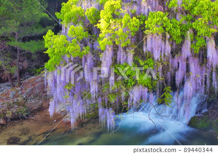 Consistent field wisteria Niho, Yamaguchi City, Yamaguchi Prefecture 89440344