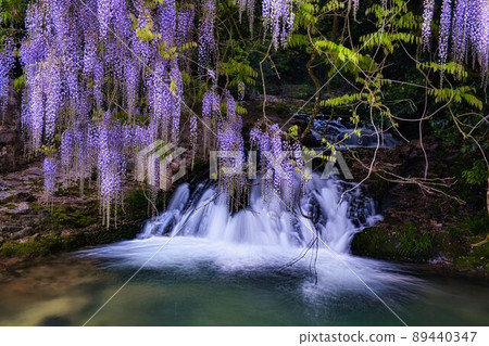 Consistent field wisteria Niho, Yamaguchi City, Yamaguchi Prefecture Consistent field wisteria Niho, Yamaguchi City, Yamaguchi Prefecture 89440347