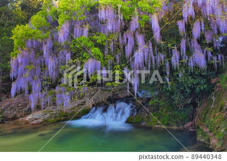 Consistent field wisteria Niho, Yamaguchi City, Yamaguchi Prefecture 89440348