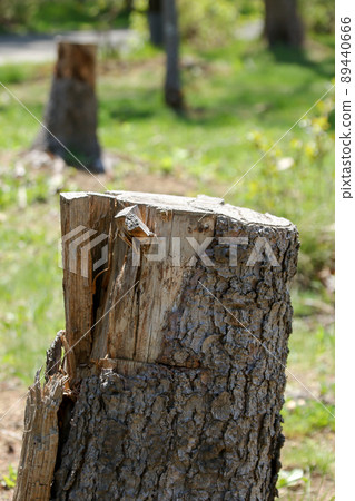 Tree, log, stump, cut, cross section, wood, cut, cut, grain, lumber, logging, log, bark Tree, log, stump, cut, cross section, wood, cut, cut, grain, lumber, logging, log, bark 89440666