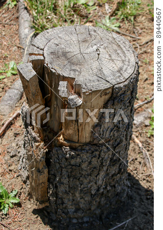 Tree, log, stump, cut, cross section, wood, cut, cut, grain, lumber, logging, log, bark 89440667