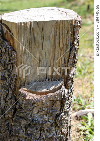 Tree, log, stump, cut, cross section, wood, cut, cut, grain, lumber, logging, log, bark Tree, log, stump, cut, cross section, wood, cut, cut, grain, lumber, logging, log, bark 89440668