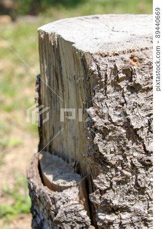 Tree, log, stump, cut, cross section, wood, cut, cut, grain, lumber, logging, log, bark Tree, log, stump, cut, cross section, wood, cut, cut, grain, lumber, logging, log, bark 89440669