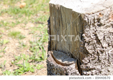 Tree, log, stump, cut, cross section, wood, cut, cut, grain, lumber, logging, log, bark 89440670