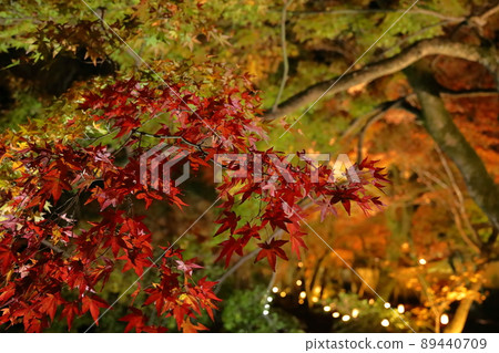 Illumination of Arashiyama Hogon-in Illumination of Arashiyama Hogon-in 89440709