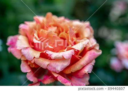 Pink striped rose flower with green leaves in the garden. Pink striped rose flower with green leaves in the garden. 89440807