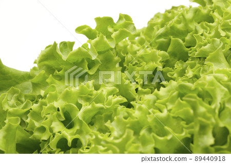 褶邊生菜葉尖 褶邊生菜葉尖 89440918