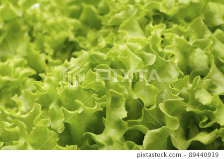 褶邊生菜葉尖 褶邊生菜葉尖 89440919