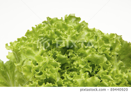 褶邊生菜葉尖 褶邊生菜葉尖 89440920