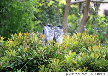 Juvenile gray heron Juvenile gray heron 89440991