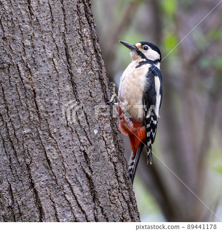 The Great Spotted Woodpecker, Dendrocopos major is sitting on the branch of tree 89441178