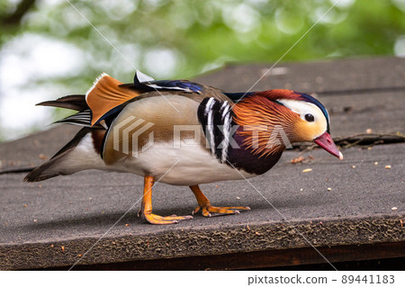 The mandarin duck, Aix galericulata at a lake in Munich, Germany The mandarin duck, Aix galericulata at a lake in Munich, Germany 89441183