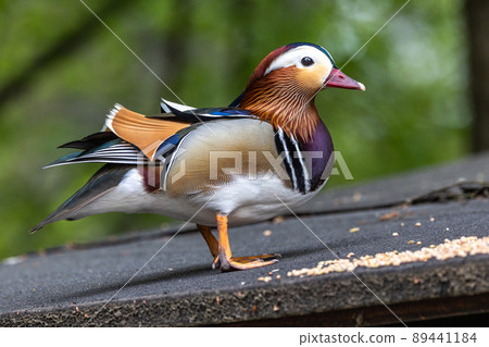 The mandarin duck, Aix galericulata at a lake in Munich, Germany The mandarin duck, Aix galericulata at a lake in Munich, Germany 89441184