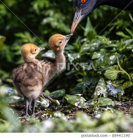 Beautiful yellow fluffy Demoiselle Crane baby gosling, Anthropoides virgo in a bright green meadow Beautiful yellow fluffy Demoiselle Crane baby gosling, Anthropoides virgo in a bright green meadow 89441190