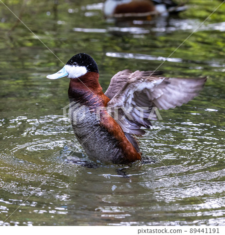 Ruddy Duck, Oxyura jamaicensis, swimming on water surface 89441191