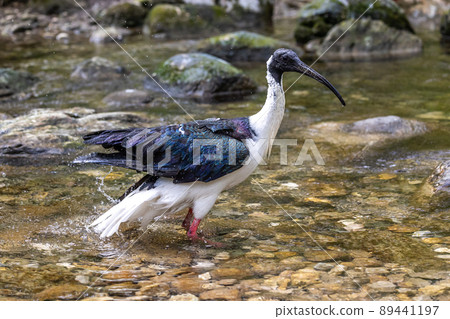 Straw-necked Ibis, Threskiornis spinicollis in the zoo 89441197
