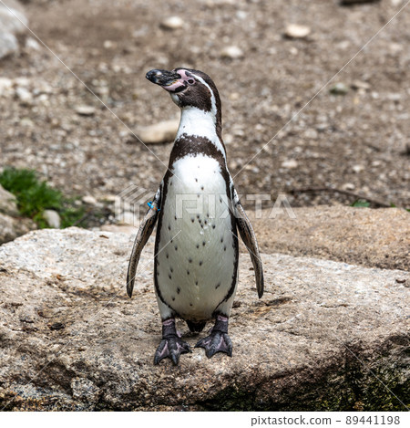 Humboldt Penguin, Spheniscus humboldti in a park 89441198