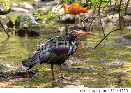 Northern Bald ibis, Geronticus eremita in a German park 89441203