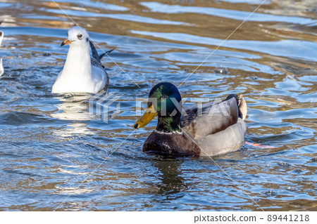 Wild duck or mallard, Anas platyrhynchos swimming in a lake 89441218