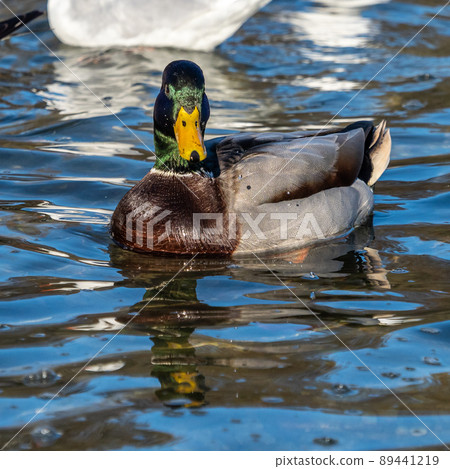 Wild duck or mallard, Anas platyrhynchos swimming in a lake Wild duck or mallard, Anas platyrhynchos swimming in a lake 89441219
