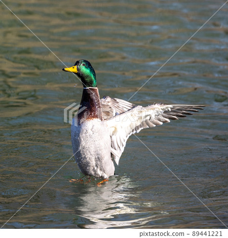 Wild duck or mallard, Anas platyrhynchos family with young goslings at a lake in Munich, Germany Wild duck or mallard, Anas platyrhynchos family with young goslings at a lake in Munich, Germany 89441221