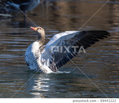 The greylag goose spreading its wings on water. Anser anser is a species of large goose The greylag goose spreading its wings on water. Anser anser is a species of large goose 89441222
