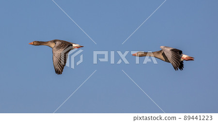 The flying greylag goose, Anser anser is a species of large goose The flying greylag goose, Anser anser is a species of large goose 89441223