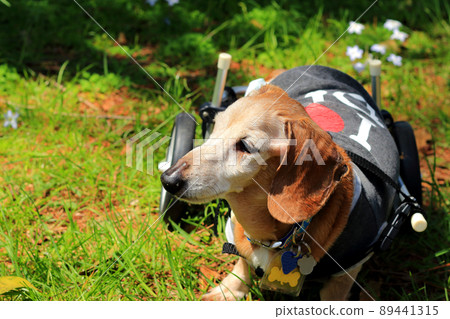 Pet miniature dachshund walker training 89441315