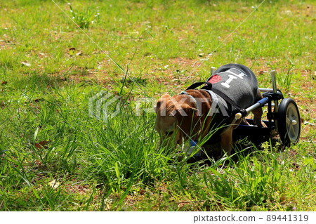 Pet miniature dachshund walker training 89441319
