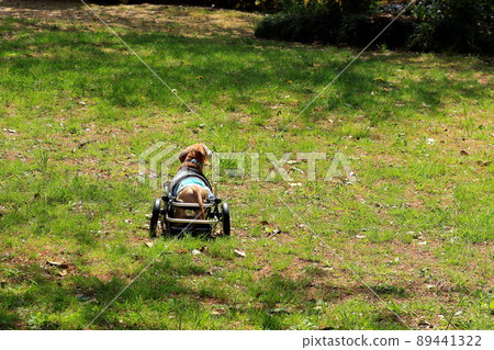 Pet miniature dachshund walker training Pet miniature dachshund walker training 89441322