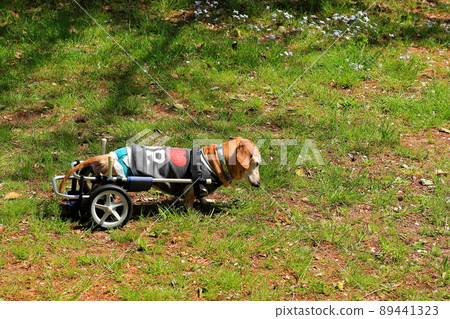 Pet miniature dachshund walker training Pet miniature dachshund walker training 89441323
