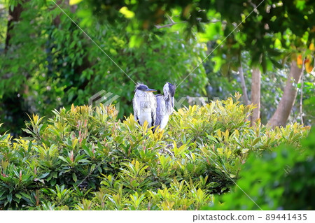 Juvenile gray heron 89441435