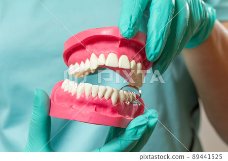 Dentist holding a layout of the human jaw. Dentist holding a layout of the human jaw. 89441525