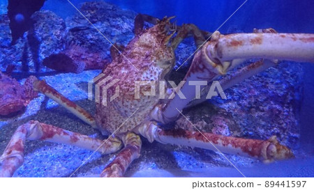 淡水魚 淡水魚 89441597