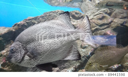 魚① 魚① 89441598