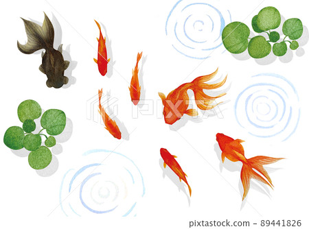 Cool goldfish and aquatic plants watercolor illustration material 89441826