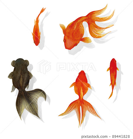 酷金魚水彩插圖素材 酷金魚水彩插圖素材 89441828