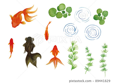 涼爽的金魚和水生植物水彩插圖素材集 89441829