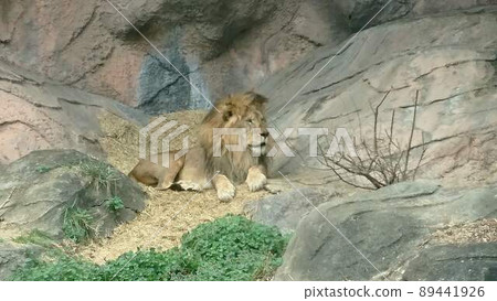 獅子 獅子 89441926