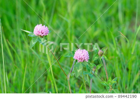 Red nail grass flower Red nail grass flower 89442190