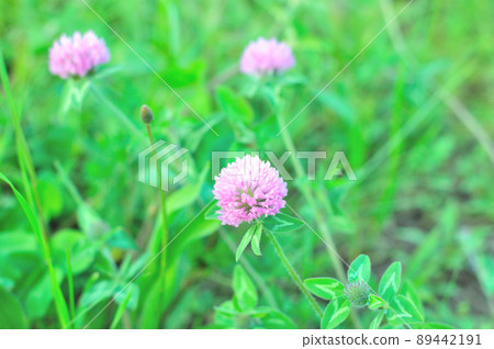 Red nail grass flower Red nail grass flower 89442191