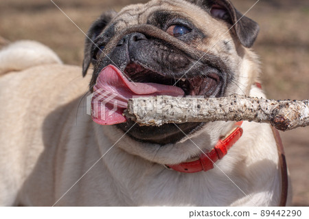 Pug's funny face with open mouth and tongue is trying to grab a stick. Red leather collar. Blurred background. Horizontal. 89442290