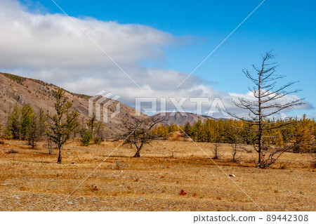 Autumn steppe landscape with hills and dry trees in the foreground. Clouds in the sky. Old yellow and brown grass on the ground. Autumn steppe landscape with hills and dry trees in the foreground. Clouds in the sky. Old yellow and brown grass on the ground. 89442308