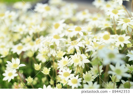 法蘭絨花 89442353