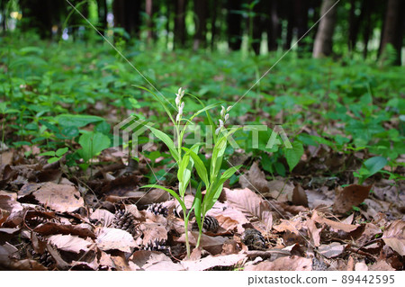 Sasabagin跑了 Sasabagin跑了 89442595